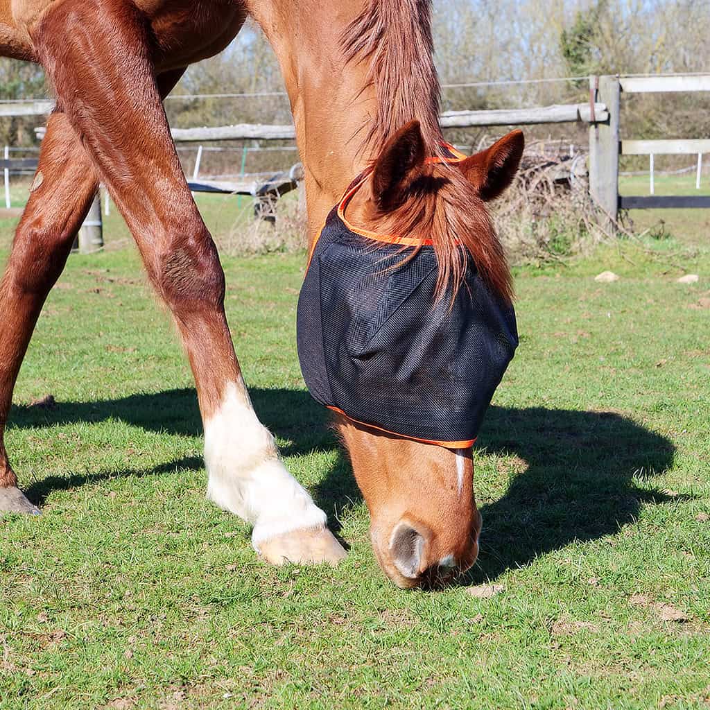 Equilibrium Midi (NO EARS) Fly Mask