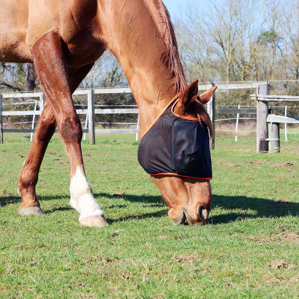 Equilibrium Midi (NO EARS) Fly Mask