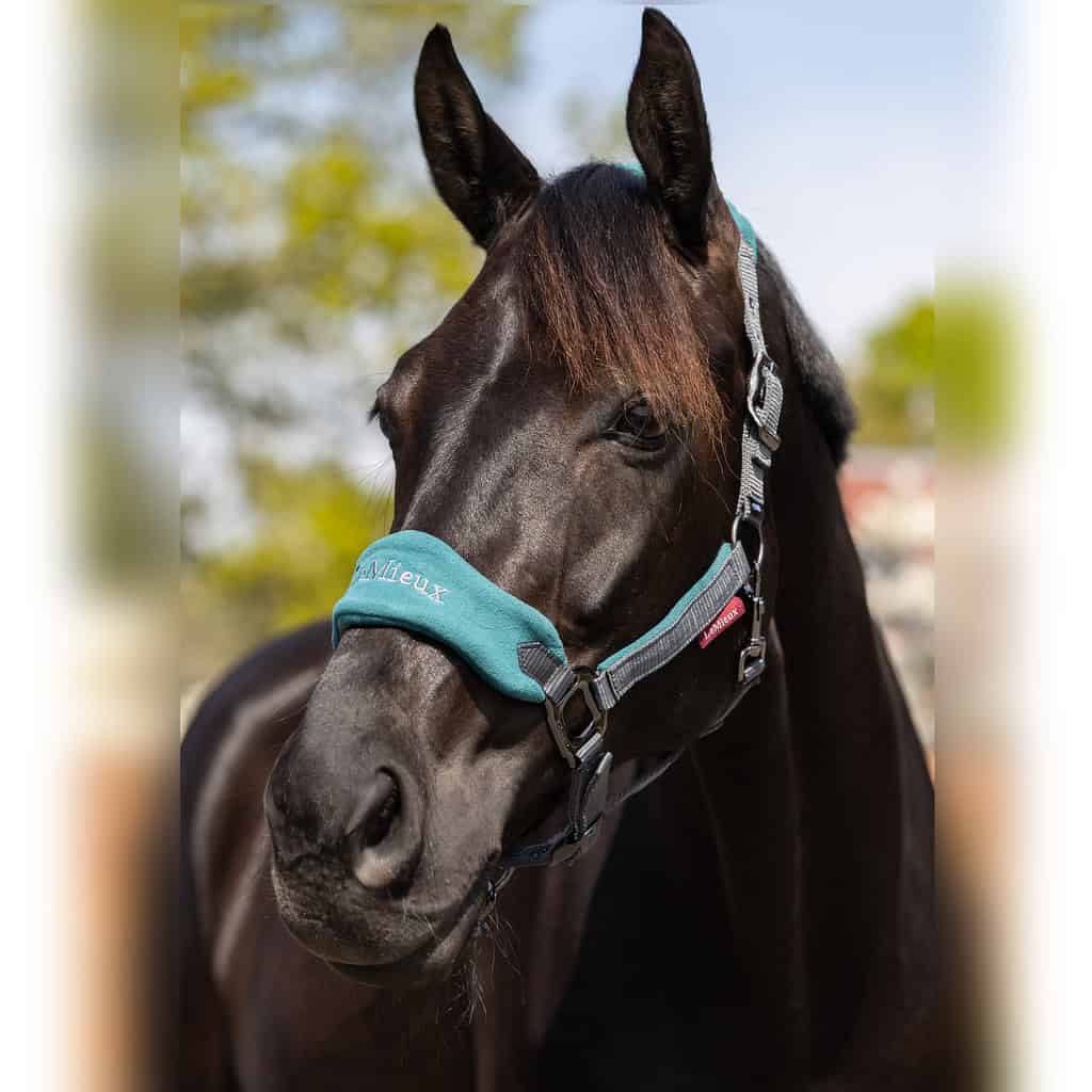 LeMieux Peacock Vogue Fleece Headcollar