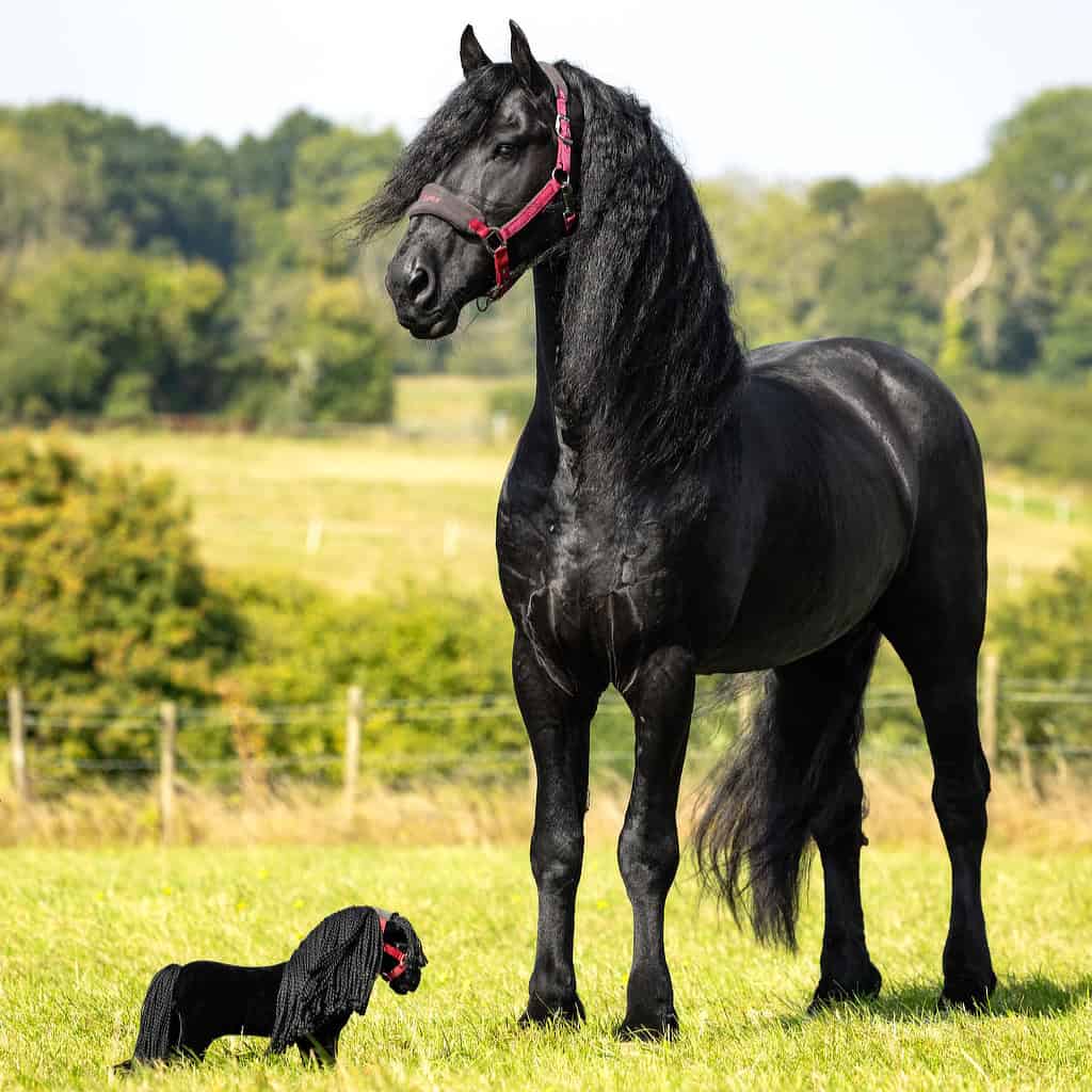 LeMieux Toy Friesian Pony Spike